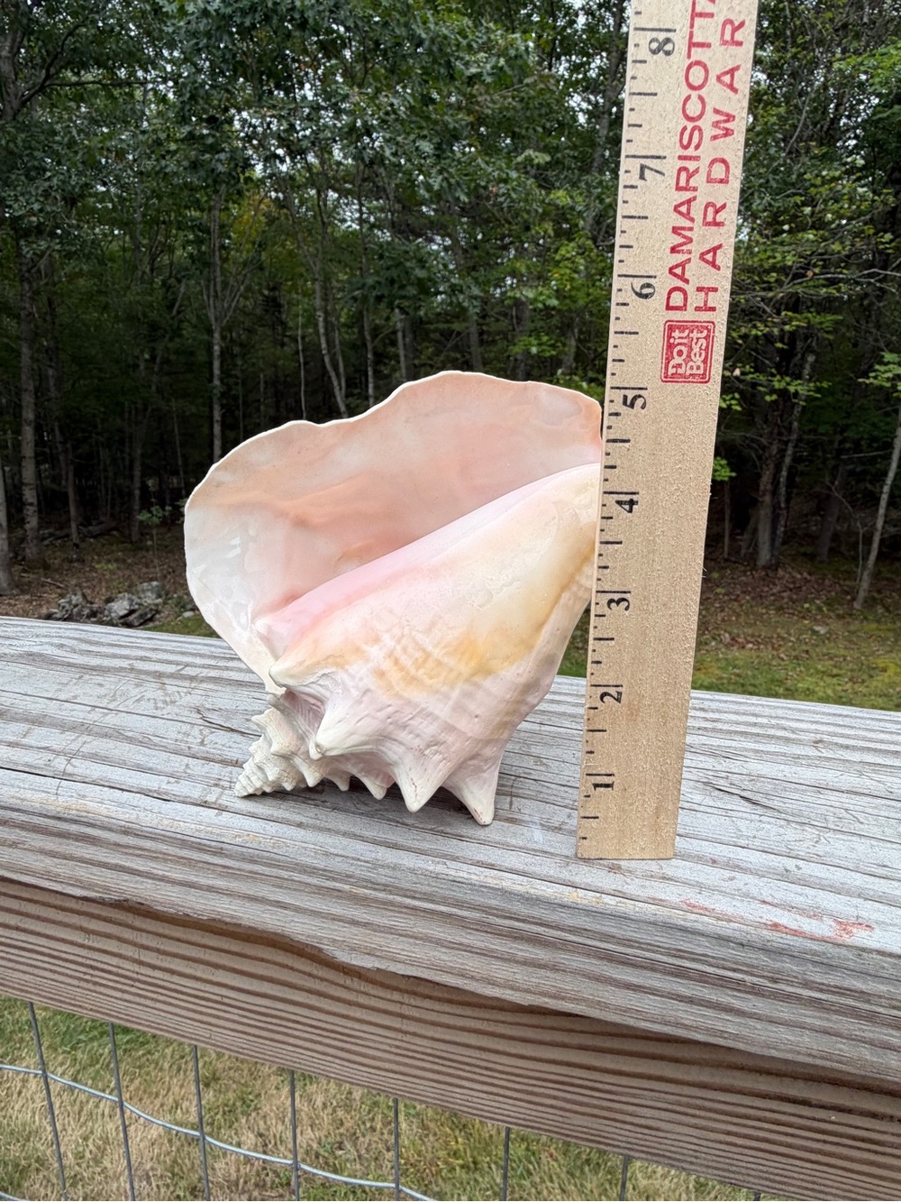 Queen Conch | SeaShell - Picture 3 of 13